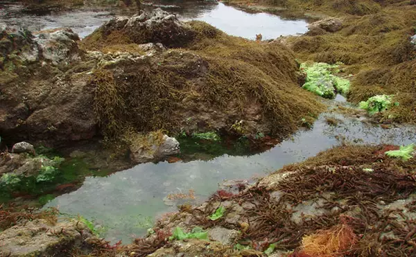 「磯での生き物採集の【ルール・マナー・安全対策】を徹底解説　海藻には要注意？」の画像