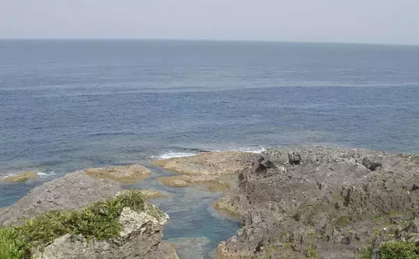 「磯での生き物採集の【ルール・マナー・安全対策】を徹底解説　海藻には要注意？」の画像