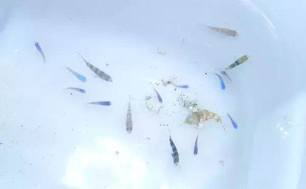 「磯での生き物採集の【ルール・マナー・安全対策】を徹底解説　海藻には要注意？」の画像