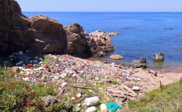 「磯での生き物採集の【ルール・マナー・安全対策】を徹底解説　海藻には要注意？」の画像