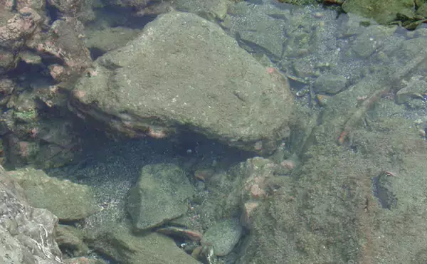 「磯での生き物採集の【ルール・マナー・安全対策】を徹底解説　海藻には要注意？」の画像