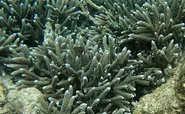 「磯での生き物採集の【ルール・マナー・安全対策】を徹底解説　海藻には要注意？」の画像