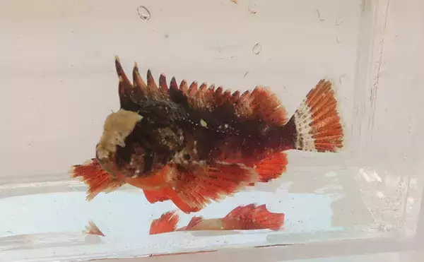 「磯での生き物採集の【ルール・マナー・安全対策】を徹底解説　海藻には要注意？」の画像