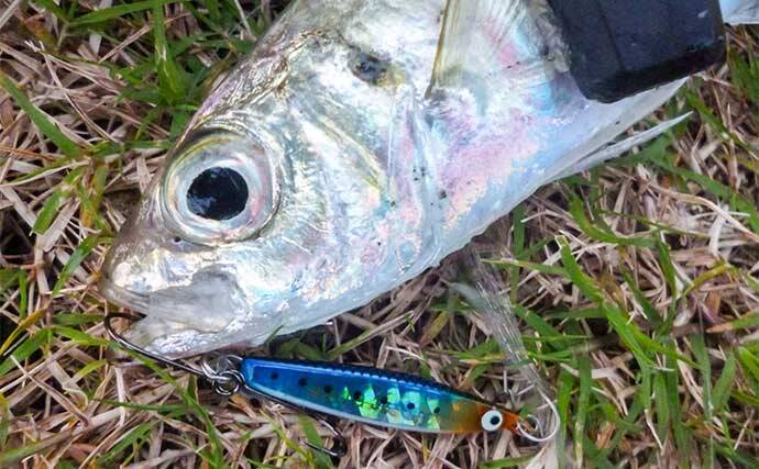 「メタルジグでアジが釣れる！？」鳥羽エリアのライトゲームで良型アジ＆根魚も好調【三重】