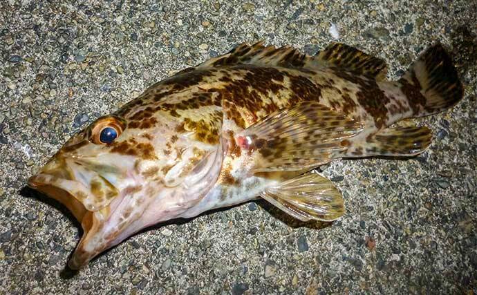 「メタルジグでアジが釣れる！？」鳥羽エリアのライトゲームで良型アジ＆根魚も好調【三重】