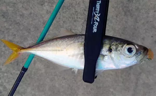 ルアーのカラー選び迷ってない？　昼は「光の三原色」で夜は「色の三原色」を意識しよう