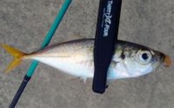 ルアーのカラー選び迷ってない？　昼は「光の三原色」で夜は「色の三原色」を意識しよう