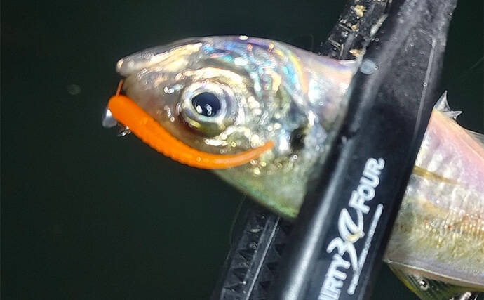 ルアーのカラー選び迷ってない？　昼は「光の三原色」で夜は「色の三原色」を意識しよう