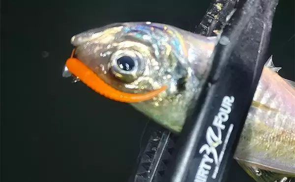 「ルアーのカラー選び迷ってない？　昼は「光の三原色」で夜は「色の三原色」を意識しよう」の画像