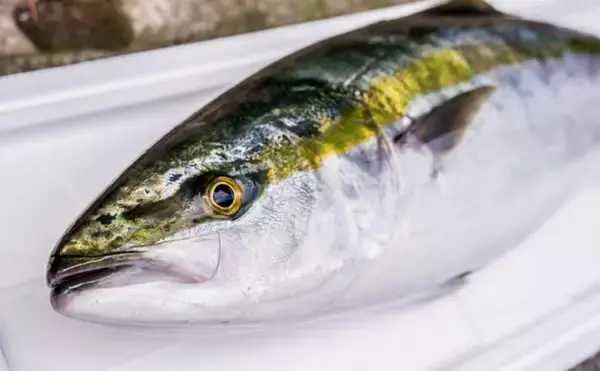 養殖技術の救世主！　大分県の「かぼすブリ」が克服した養殖魚の弱点とは？