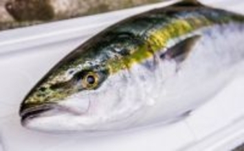 養殖技術の救世主！　大分県の「かぼすブリ」が克服した養殖魚の弱点とは？