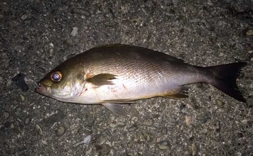 堤防での遠投カゴ釣りで35cm級イサキをキャッチ！　ゲストにマダイとアイゴ