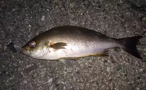 堤防での遠投カゴ釣りで35cm級イサキをキャッチ！　ゲストにマダイとアイゴ