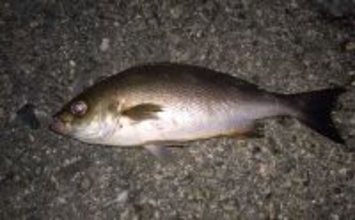 堤防での遠投カゴ釣りで35cm級イサキをキャッチ！　ゲストにマダイとアイゴ