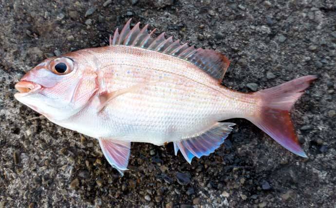 堤防での遠投カゴ釣りで35cm級イサキをキャッチ！　ゲストにマダイとアイゴ