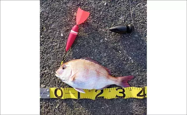 「堤防での遠投カゴ釣りで35cm級イサキをキャッチ！　ゲストにマダイとアイゴ」の画像