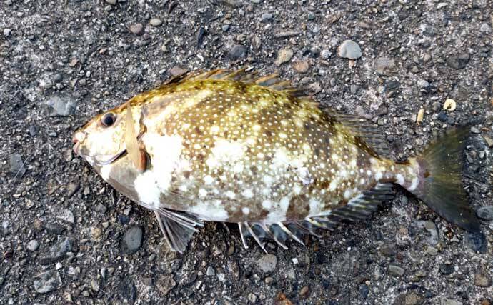 堤防での遠投カゴ釣りで35cm級イサキをキャッチ！　ゲストにマダイとアイゴ