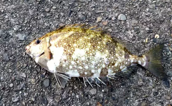 「堤防での遠投カゴ釣りで35cm級イサキをキャッチ！　ゲストにマダイとアイゴ」の画像