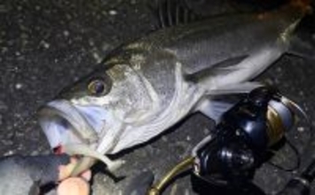 「汎用性かなり高し！」 チニングタックルはどんな釣りに流用できる？