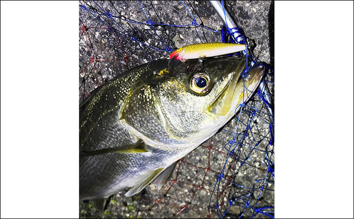 「汎用性かなり高し！」 チニングタックルはどんな釣りに流用できる？