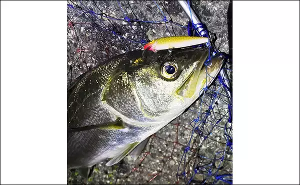 「「汎用性かなり高し！」 チニングタックルはどんな釣りに流用できる？」の画像