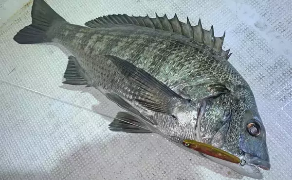 「名古屋港ボートロックゲームでカサゴ20匹超え！　ラストに46cmクロダイも登場」の画像