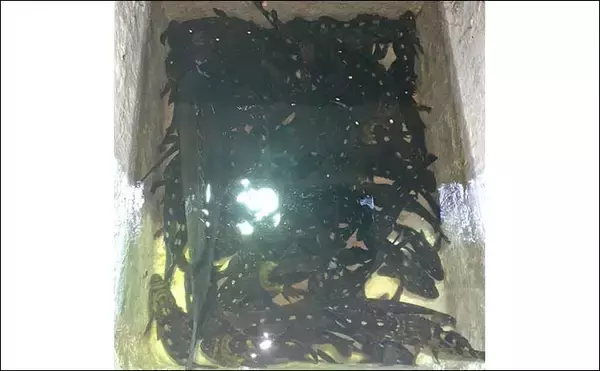 「名古屋港ボートロックゲームでカサゴ20匹超え！　ラストに46cmクロダイも登場」の画像