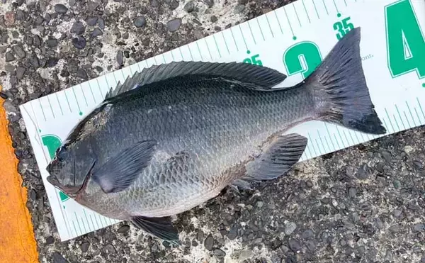 離島の堤防フカセ釣りで38cmメジナに良型イサキをキャッチ！【伊豆大島】