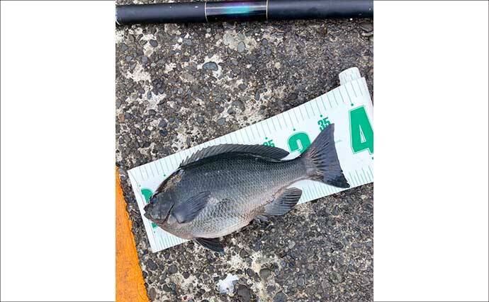 離島の堤防フカセ釣りで38cmメジナに良型イサキをキャッチ！【伊豆大島】