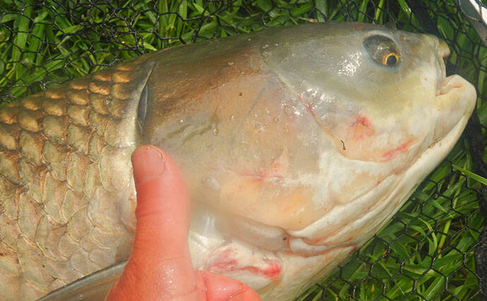 川辺の葉っぱをエサに121cmの大型魚が釣れた！ 元荒川のソウギョ釣りシーズンが開幕