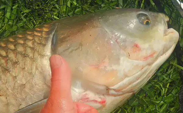 「川辺の葉っぱをエサに121cmの大型魚が釣れた！ 元荒川のソウギョ釣りシーズンが開幕」の画像