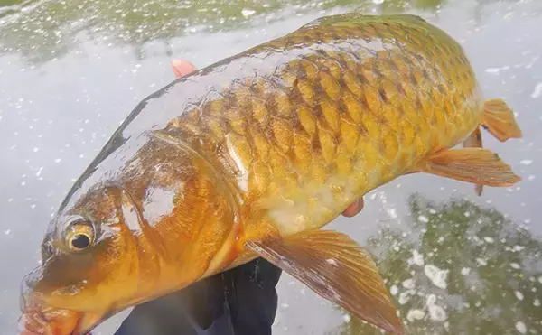 「川辺の葉っぱをエサに121cmの大型魚が釣れた！ 元荒川のソウギョ釣りシーズンが開幕」の画像