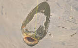 「川辺の葉っぱをエサに121cmの大型魚が釣れた！ 元荒川のソウギョ釣りシーズンが開幕」の画像6