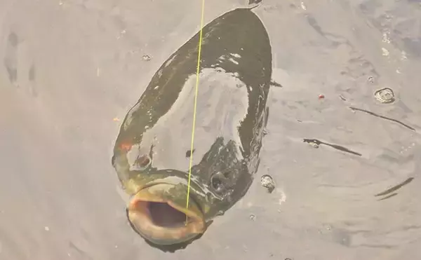 「川辺の葉っぱをエサに121cmの大型魚が釣れた！ 元荒川のソウギョ釣りシーズンが開幕」の画像