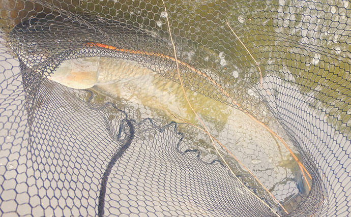 川辺の葉っぱをエサに121cmの大型魚が釣れた！ 元荒川のソウギョ釣りシーズンが開幕