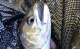 「「なぜ魚はバレるのか？」　渓流エサ釣りでバラシが発生する理由を徹底考察」の画像2