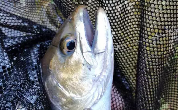 「「なぜ魚はバレるのか？」　渓流エサ釣りでバラシが発生する理由を徹底考察」の画像