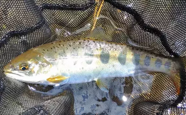 「「なぜ魚はバレるのか？」　渓流エサ釣りでバラシが発生する理由を徹底考察」の画像