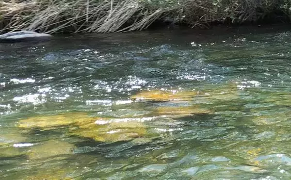 「「なぜ魚はバレるのか？」　渓流エサ釣りでバラシが発生する理由を徹底考察」の画像