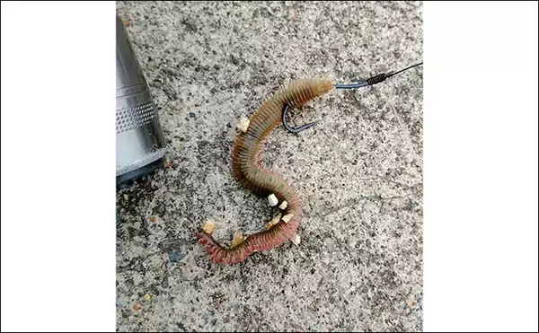 「【2022年】投げカレイ釣り入門　青森エリアの基本タックルを解説」の画像