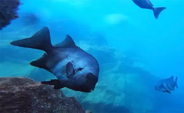 「磯釣りの聖地『男女群島』釣行の魅力3選　絶海の孤島で非日常感MAX」の画像