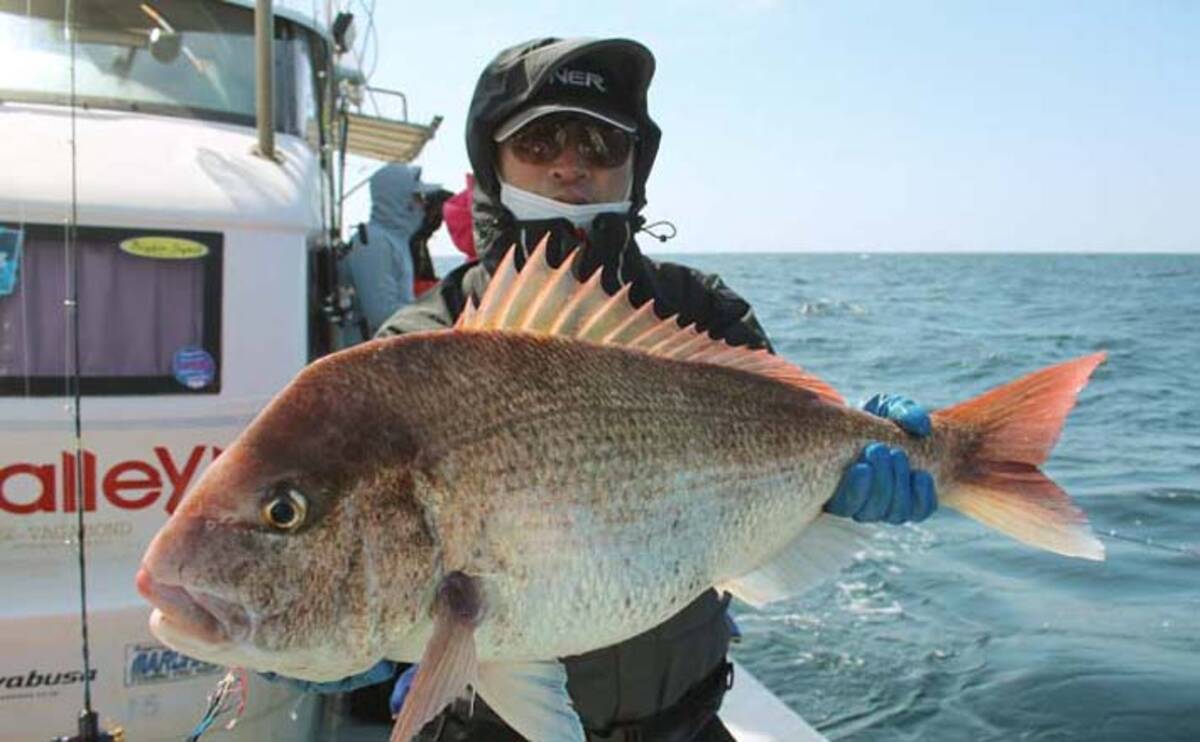 タイラバ釣行で81cm頭に70cm超え大型マダイ続々 アマダイも顔出し 22年4月23日 エキサイトニュース