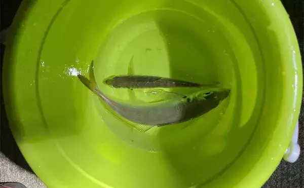 「「釣り大会の優勝をじゃんけんで決める？」 34アジングカップ全国大会に参戦」の画像