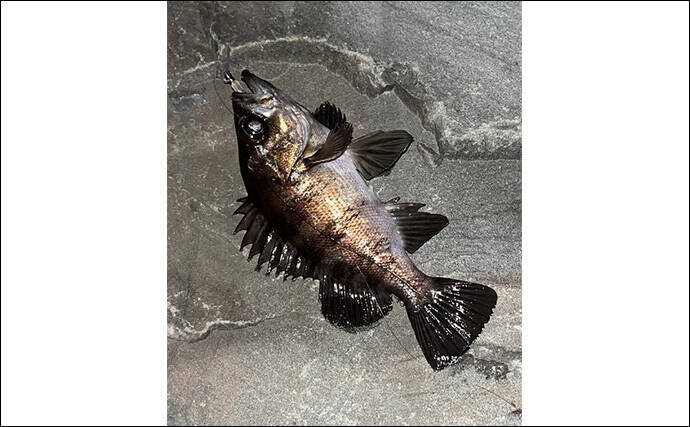 「釣り大会の優勝をじゃんけんで決める？」 34アジングカップ全国大会に参戦