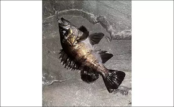 「「釣り大会の優勝をじゃんけんで決める？」 34アジングカップ全国大会に参戦」の画像