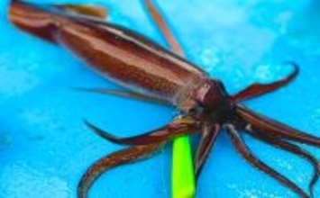 富山湾のスルメイカがノッコミ間近か　「スルメタル」で2桁釣果達成！