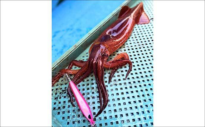 富山湾のスルメイカがノッコミ間近か　「スルメタル」で2桁釣果達成！