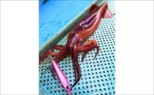 「富山湾のスルメイカがノッコミ間近か　「スルメタル」で2桁釣果達成！」の画像