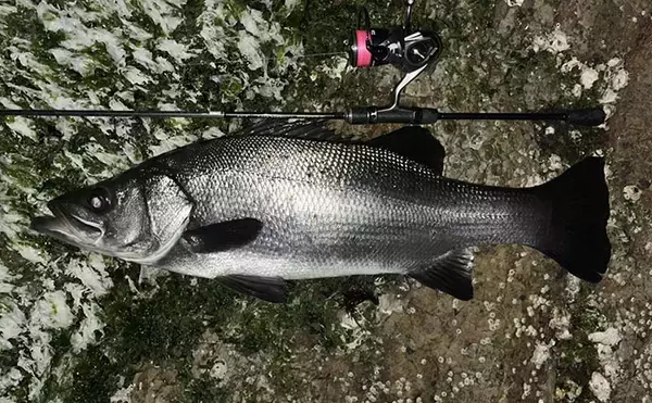 「「想定外の大型魚がヒット！」 夜磯メバリング釣行で良型ヒラスズキを手中【福岡】」の画像