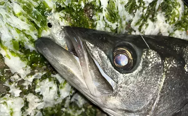 「「想定外の大型魚がヒット！」 夜磯メバリング釣行で良型ヒラスズキを手中【福岡】」の画像